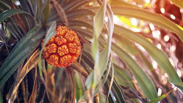 Pandan Tree with its Odd Fruit in Sri Lanka