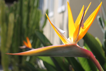 Obraz premium Close-up of brd of paradise flower