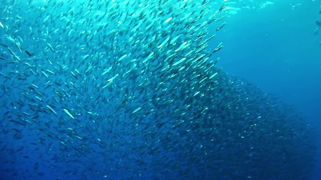 Underwater scene - Bait ball of sardine fish 
