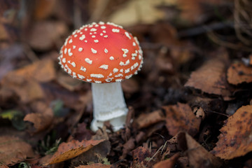 fly agaric or fly amanita in the forest