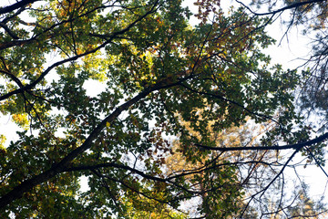 fall oak branches silhouettes against sky