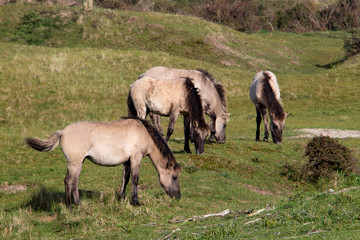 Obraz na płótnie Canvas konik horses grazing in nature reserve Oranjezon, Walcheren, Zeeland, Netherlands