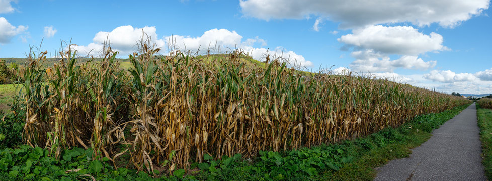 Panorama Maisfeld mit Futtermais in der Landwirtschaft