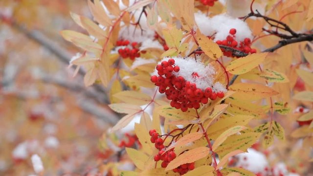 Branches of  bright red rowan during snowfall  