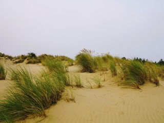 Oregon Sand Dunes