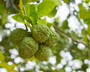 Obraz premium bergamot fruit on branch of tree, ingredient of food and herb