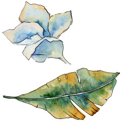 Tropical plant leaves in a watercolor style isolated. Aquarelle wild flower for background, texture, wrapper pattern, frame or border. © yanushkov