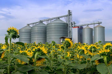 Elevator in a sunflower field