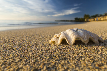 giant clam on beach