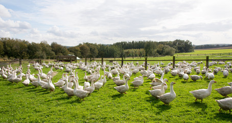 Gänse auf der Wiese © Blende8