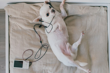 Little chihuahua puppy lying on back at soft dog bed with pillows at home. Cute pet relaxing on lounger. Listen to music. Dog with headphones in ears. Joy of life. Happy with pleasure. Quality sound.