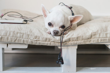 Lonely chihuahua puppy lying on lounger with player and headphones. Pet resting at home. Dog with...