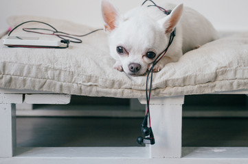 Lonely chihuahua puppy lying on lounger with player and headphones. Pet resting at home. Dog with...