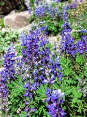 Purple Lupine