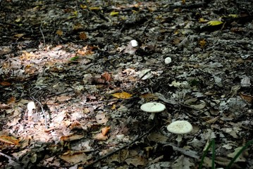 Family of dangerous Amanita phalloides, commonly known as the death cap
