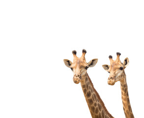 lovely giraffe head isolated on white