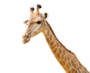 Fototapeta na wymiar lovely giraffe head isolated on white