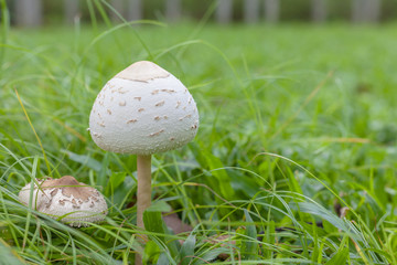 Mushrooms are on the lawn of the park.