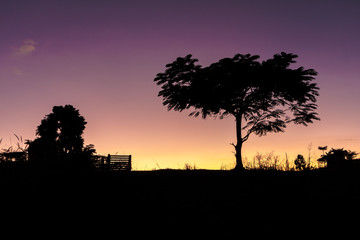 A tree silhouette against a sunset background.