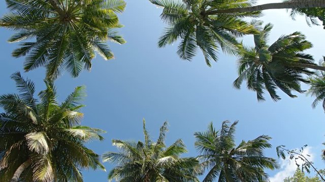 Clear Sky through Tropical Palm Fronds in the Maldives