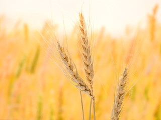 ripe wheat and straw detail on blur background