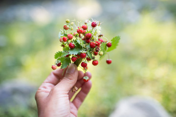 Berries of wild strawberries