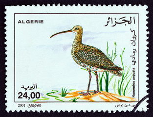 Eurasian curlew, Numenius arquata (Algeria 2001)