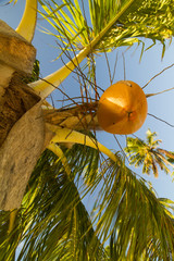 green coconut palm tree leaves above crystal blue sea