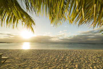 green coconut palm tree leaves above crystal blue sea