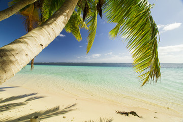 green coconut palm tree leaves above crystal blue sea