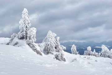 Frozen trees on Karpaty mountains. 