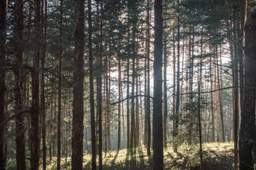 Naklejka premium Sunset behind the trees, Bulgaria, Summer 2016