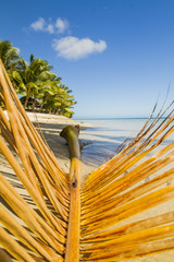 beach and palm trees