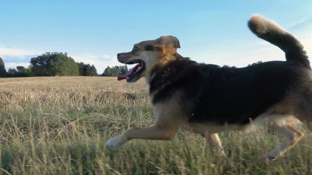 Dogs run around the grass. Afternoon sun. Video shot in slow motion. 