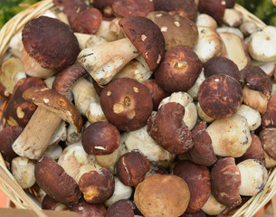 Boletus edulis (penny bun, cep, porcino or porcini). Fresh mushrooms in basket