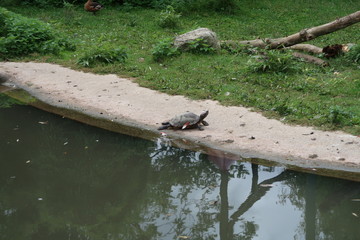 Spur-thighed tortoise