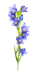 Fototapeta na wymiar blue flower 