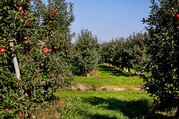 Fototapeta na wymiar Apple on trees in orchard in fall season