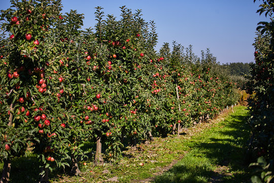 Apple on trees in orchard in fall season
