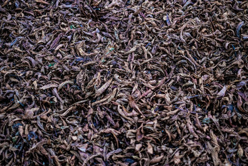 Autumn dry leaves background