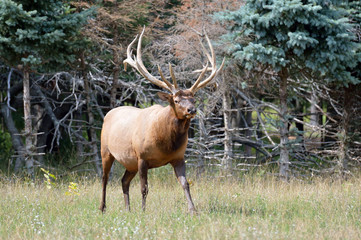 elk looking at you