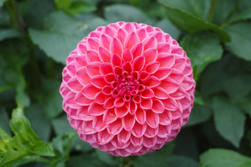 Pink rose dahlia flower, Beautiful bouquet or decoration from the garden