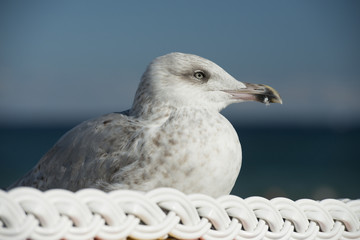 Möwe auf dem Dach eines Strandkorbs