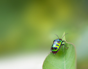 bug life on green background