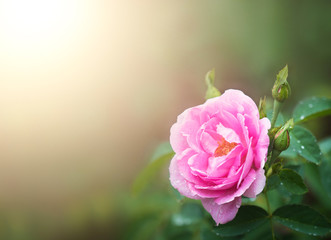 Pink rose, beautiful flower plant in vacation and relaxation  concept