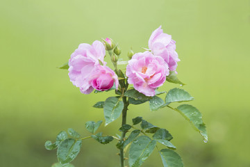 Obraz premium Pink rose, beautiful flower plant in vacation and relaxation concept