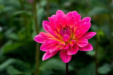 Pink rose dahlia flower, beatyful bouquet or decoration from the garden