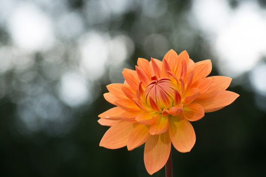 Salmon orange dahlia flower, beatyful bouquet or decoration from the garden