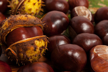 kasztany na opadłych liściach