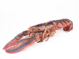 close up shot on lobster on white background, seafood menu for meal